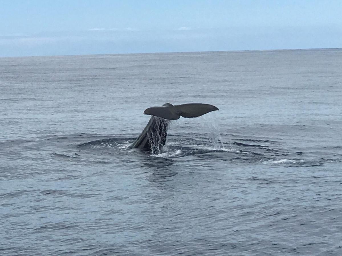 Hrlos Piratas - Ferien Haus La Palma - Good Wlan !! Тіхарафе Екстер'єр фото